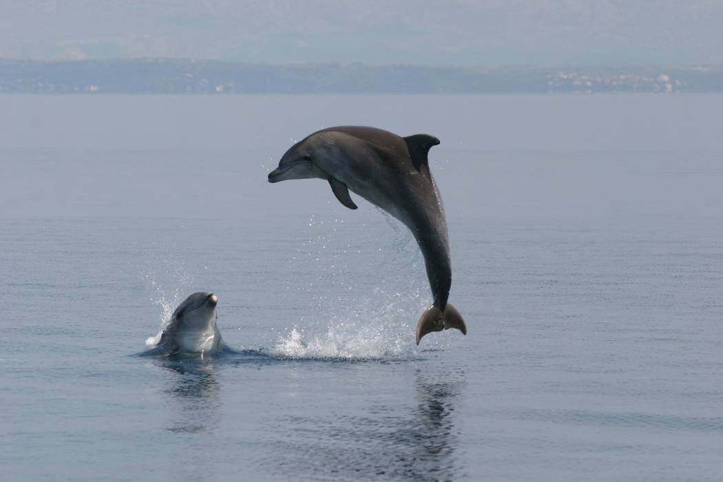 120 Delfine leben rund um die Insel Lošinj